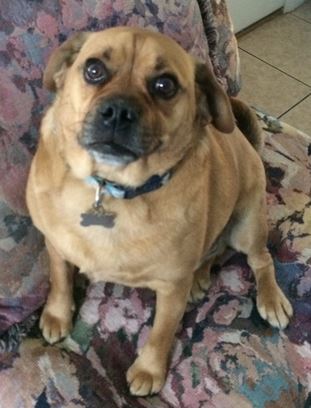 Puggle for store adoption near me