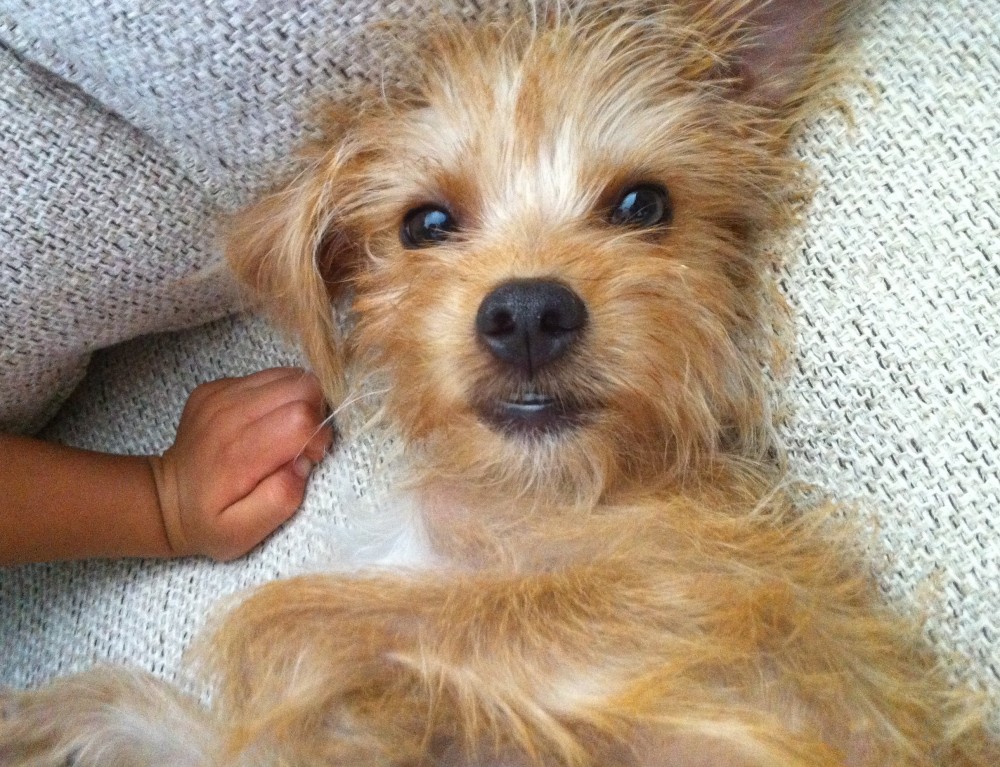 wire hair terrier yorkie mix