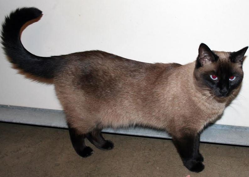 Siamese cats hot sale for rehoming