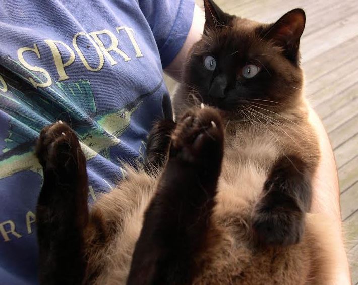 Siamese cats for store adoption