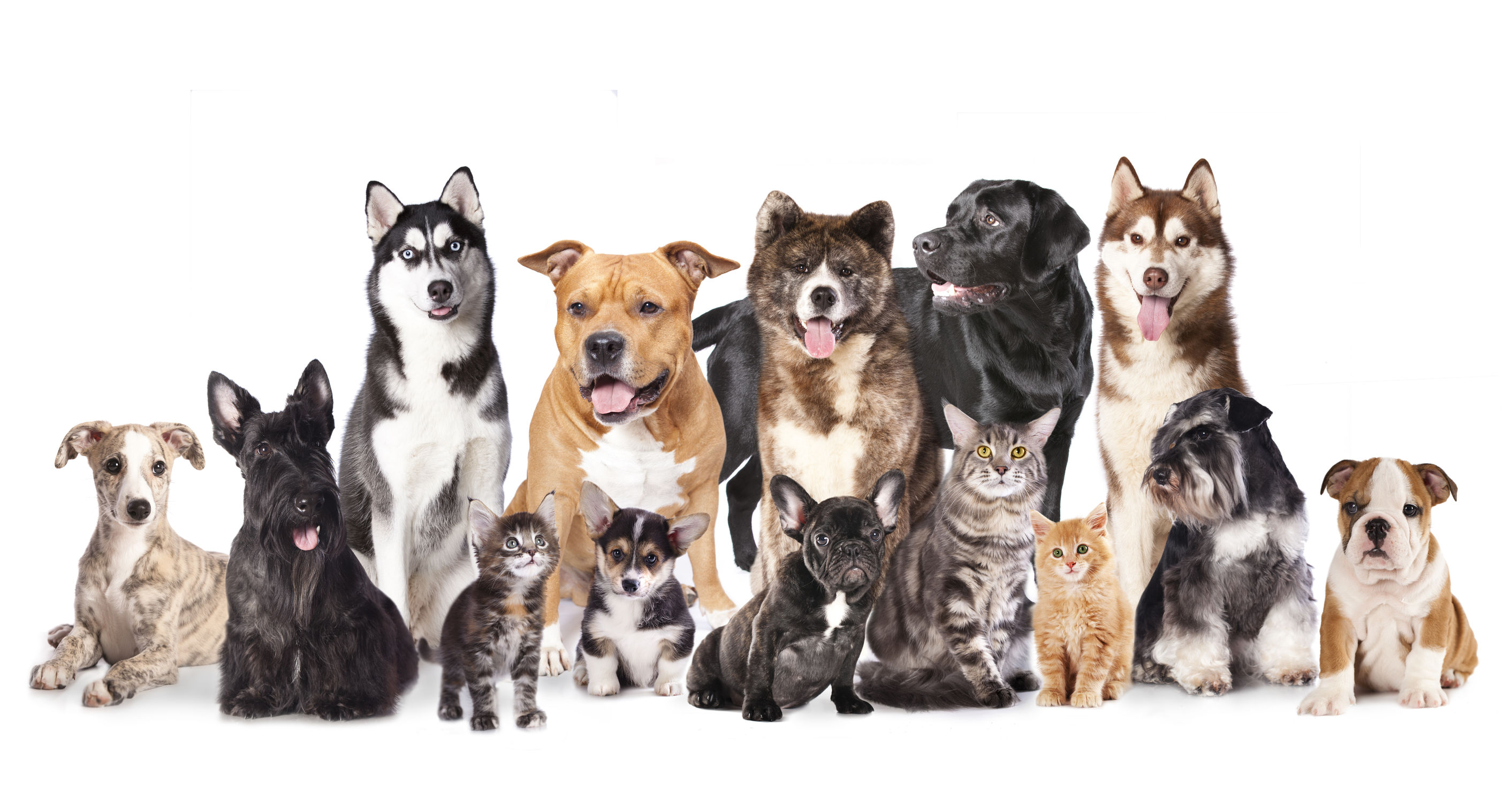 Perfect Pet Finder Service | Find a Dog or Cat Online
