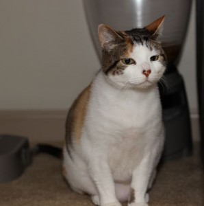 Calico Cat For Adoption Tampa 2