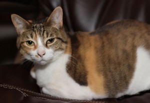 Calico Cat For Adoption Tampa 2