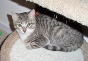 Lily - Tuxedo Tabby Cat For Adoption Washington DC