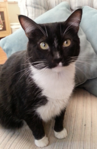 Mimi - Tuxedo Cat For Adoption in Glendale CO 2