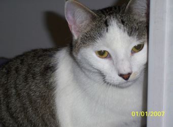 Rara - Grey Tabby Calico Cat For Adoption in VA
