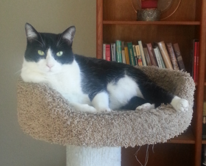 Sophie - Tuxedo Cat For Adoption in Glendale CO 2