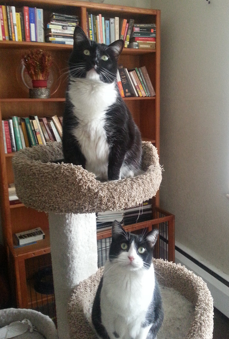 Tuxedo Cats For Adoption in Glendale CO