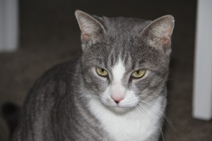 Young Tom is a 1 year old tabby cat in Orlando, FL to adopt