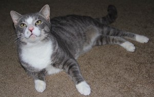 Young Tom is a 1 year old tabby cat in Orlando, FL to adopt