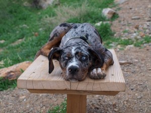 This Catahoula Leopard dog is afraid of the water.