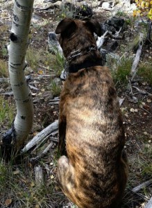 Greyhound Mix for Adoption Colorado