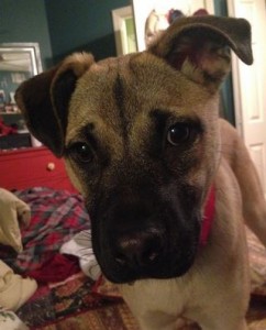 Rosie - Adorable Pug Mix For Adoption Chicago