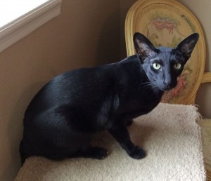 Black Oriental Cat For Adoption in Houston