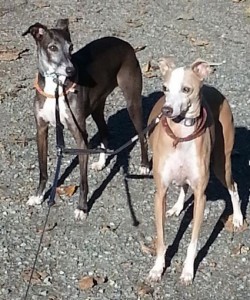 Italian Greyhounds For Adoption Seattle
