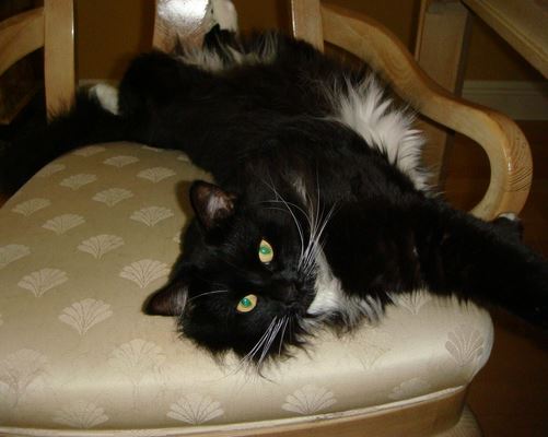 Long Haired Tuxedo Cat For Adoption Fort Lauderdale