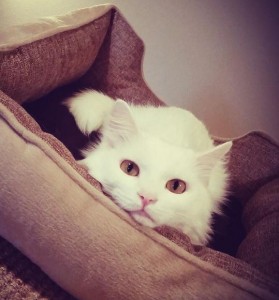 Turkish Angora Cat For Adoption Irvine