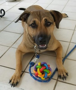 Lab Mix For Adoption in Ft Myers