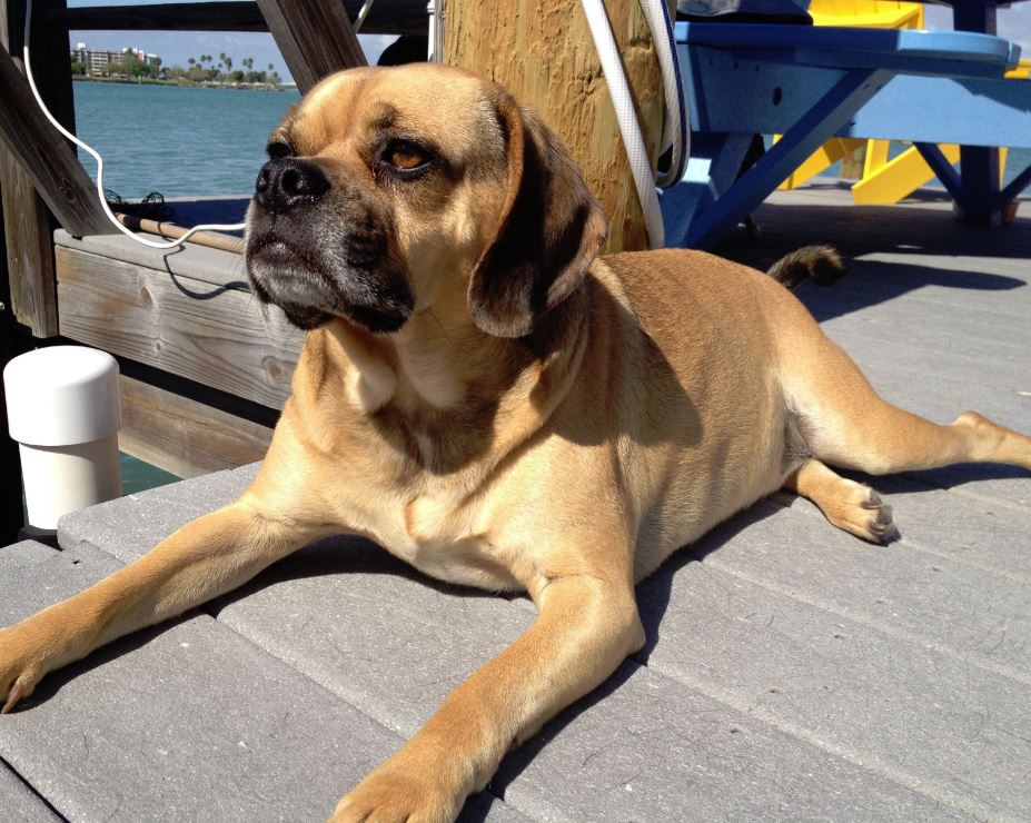 Boh - Puggle for Adoption in Maryland