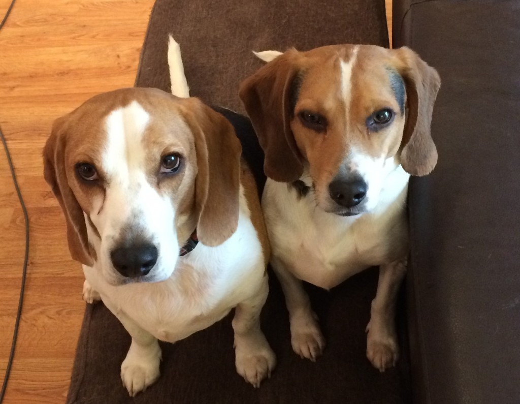 Beagle Dogs For Adoption