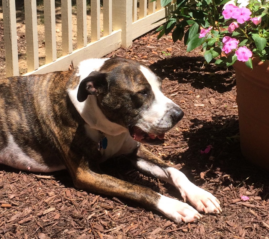 Boxer Mix Dog For Adoption in Bethesda Maryland