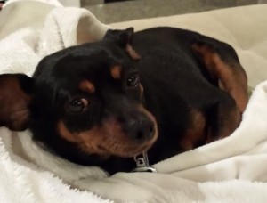 Min Pin For Adoption in Rochester NY