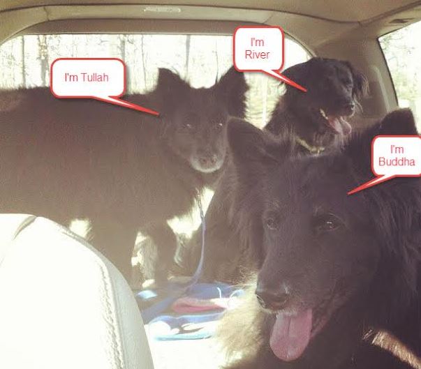 Terrific Tullah Lab/Chow Mix Female For Adoption in