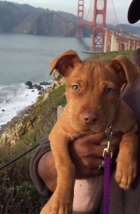 Dachshund Mix Puppy For Adoption in Oakland
