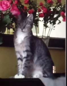 Tuxedo Tabby Cat For Adoption Staten Island