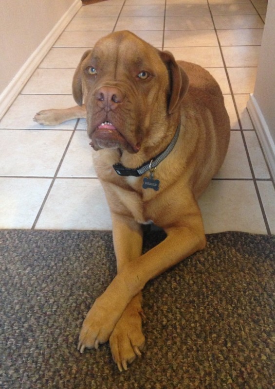 Dogue de Bordeaux For Adoption in Ft Worth