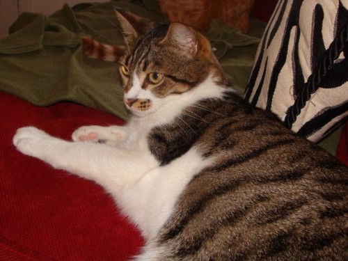 TAbby Tuxedo Cat For Adoption Missouri