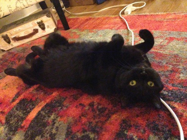 Black Cat For Adoption in Brooklyn