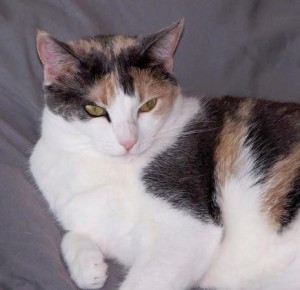 Gorgeous Calico Cat For Adoption in Katy Texas