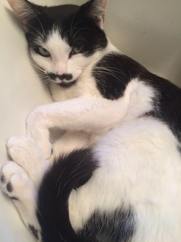 Mustached Oreo Cat For Adoption LA