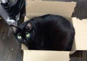 Senior Black Cat For Adoption in New York City