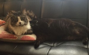 cats for adoption in brooklyn