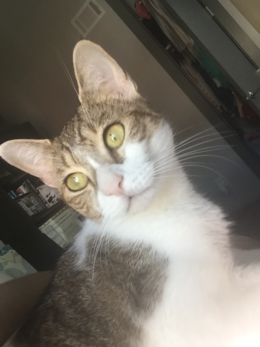 Alice - Cute Tabby Kitten For Adoption in Brooklyn