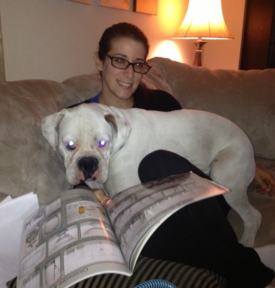 White Boxer Dog For Adoption Sherman Oaks CA