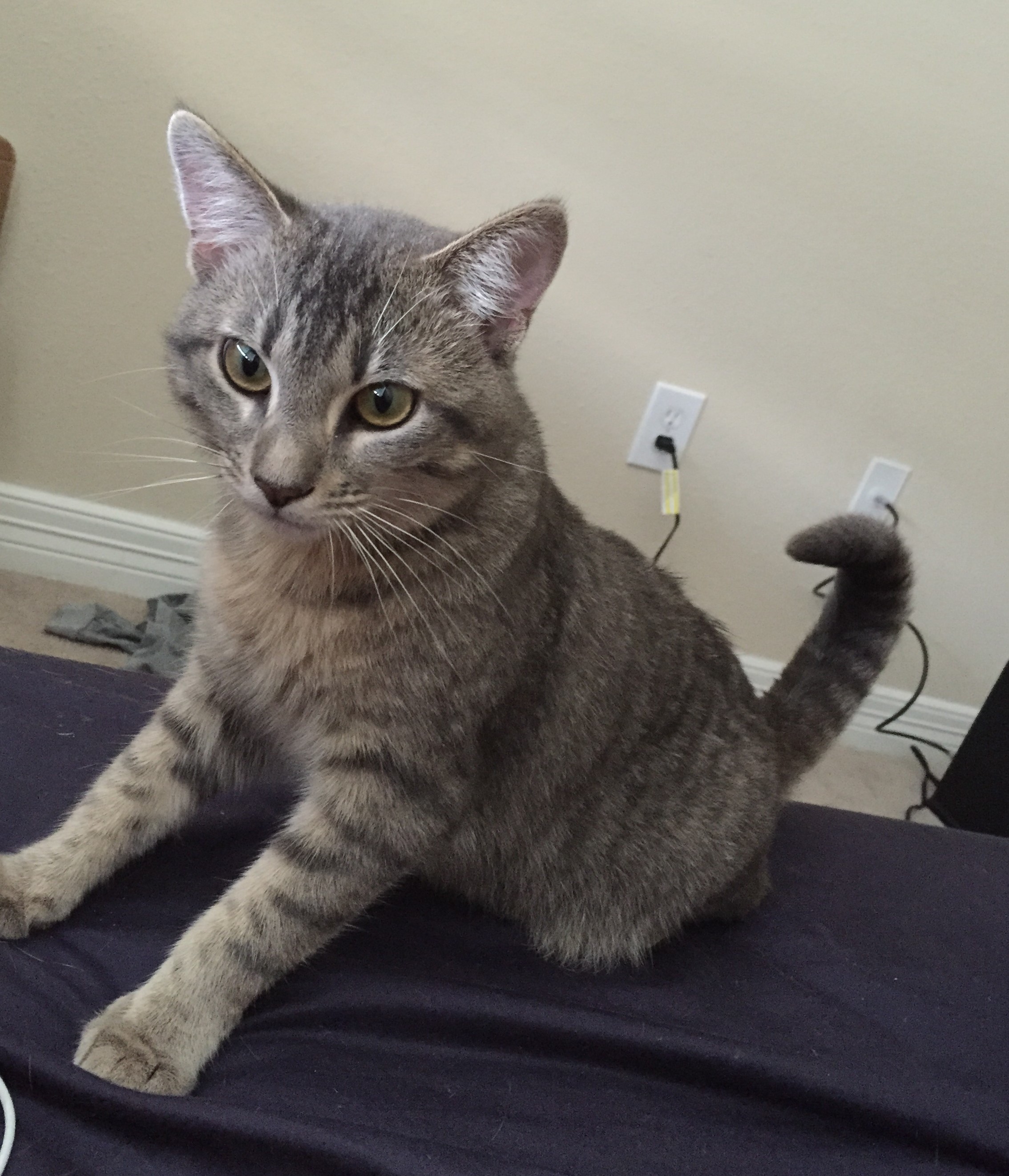 Grey Tabby Cat For Adoption in Houston