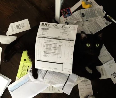 Senior Black Cat For Adoption in New York City