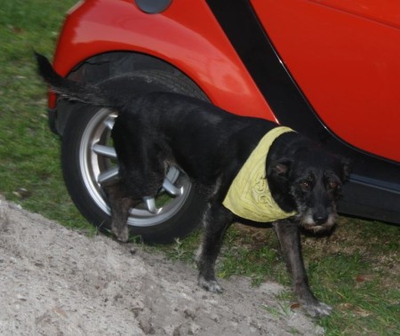 Bea - Labrador Retriever Terrier Mix For Adoption in Orlando