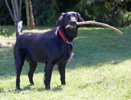 Sophie – Purebred Flat Coated Retriever For Adoption in Cold Spring Harbour NY