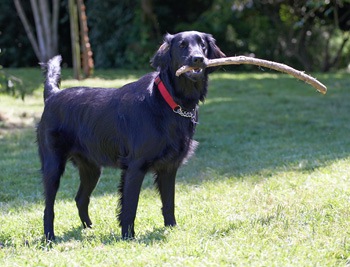 Sophie Flat Coated Retriever For Adoption on Long Island