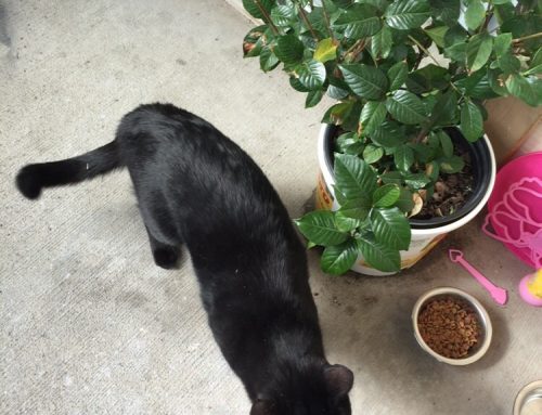 Bombay Cat, Male Named Shaka, for Adoption in Texas
