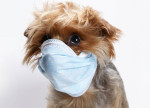 is-your-dog-making-you-sick