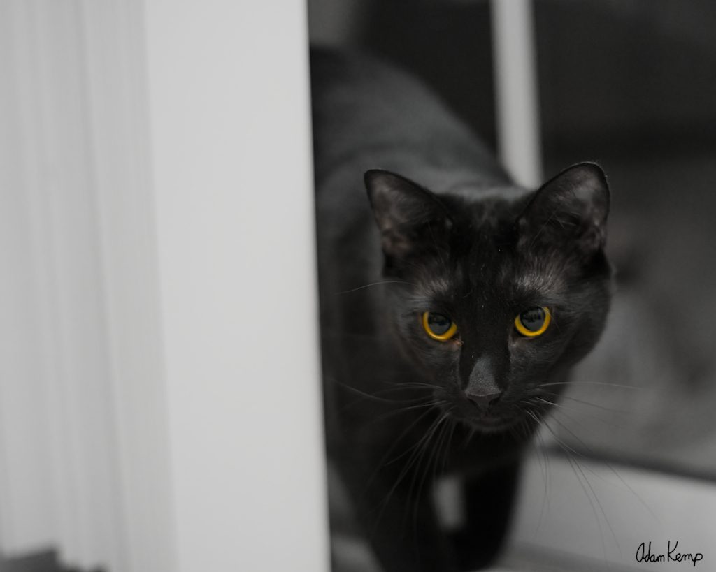 It may be a bit gimmicky, but this seems to be the only way I can get a decent shot of Virgil. It's difficult to get a good exposure of an all black cat.