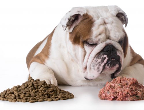 Dry Food Versus Canned Food: What are you Feeding your Pet?