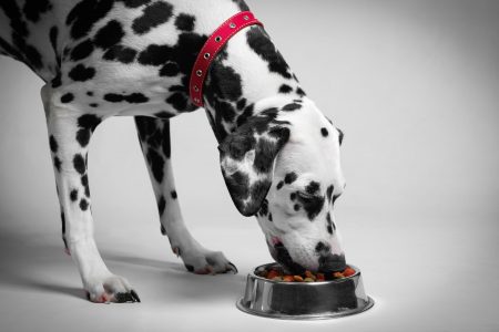 dalmatian dog eating dry food from a bowl