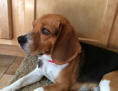 ADOPTED – Male Beagle Named Max