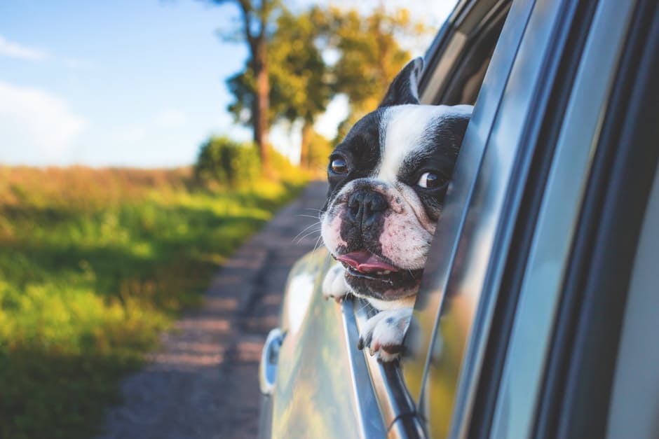 Pet taxi and transportation for your dog or cat.